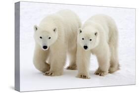 Pair of Adolescent Polar Bear Cubs-Howard Ruby-Stretched Canvas