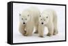 Pair of Adolescent Polar Bear Cubs-Howard Ruby-Framed Stretched Canvas