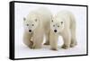 Pair of Adolescent Polar Bear Cubs-Howard Ruby-Framed Stretched Canvas