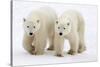 Pair of Adolescent Polar Bear Cubs-Howard Ruby-Stretched Canvas