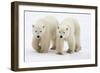 Pair of Adolescent Polar Bear Cubs-Howard Ruby-Framed Premium Photographic Print