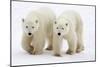 Pair of Adolescent Polar Bear Cubs-Howard Ruby-Mounted Premium Photographic Print