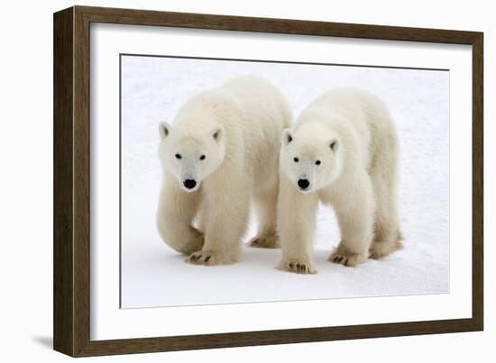 Pair of Adolescent Polar Bear Cubs-Howard Ruby-Framed Photographic Print