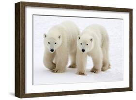 Pair of Adolescent Polar Bear Cubs-Howard Ruby-Framed Photographic Print