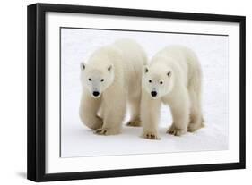 Pair of Adolescent Polar Bear Cubs-Howard Ruby-Framed Photographic Print