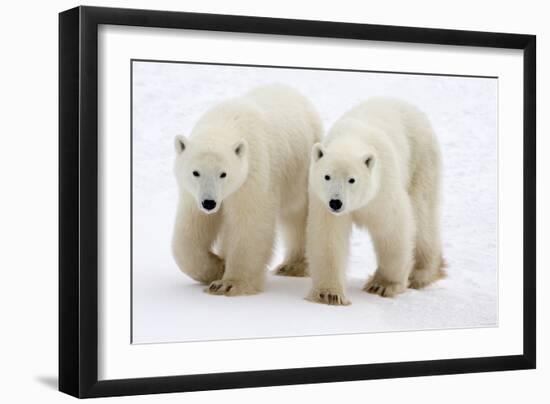 Pair of Adolescent Polar Bear Cubs-Howard Ruby-Framed Photographic Print