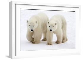 Pair of Adolescent Polar Bear Cubs-Howard Ruby-Framed Photographic Print