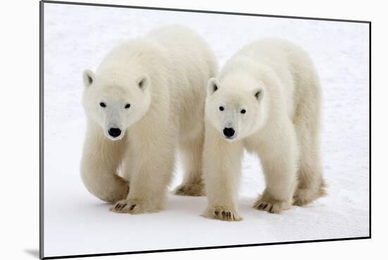 Pair of Adolescent Polar Bear Cubs-Howard Ruby-Mounted Photographic Print