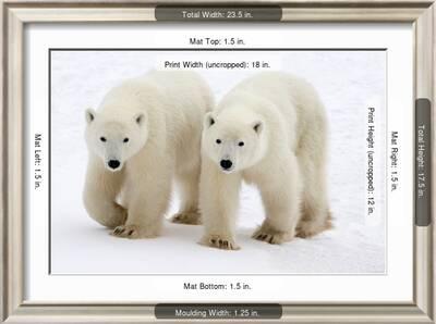 Pair of Adolescent Polar Bear Cubs' Photographic Print ...