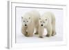 Pair of Adolescent Polar Bear Cubs-Howard Ruby-Framed Photographic Print