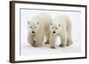 Pair of Adolescent Polar Bear Cubs-Howard Ruby-Framed Photographic Print