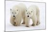Pair of Adolescent Polar Bear Cubs-Howard Ruby-Mounted Photographic Print