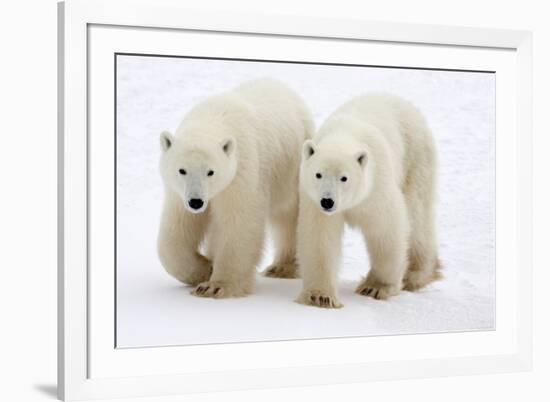 Pair of Adolescent Polar Bear Cubs-Howard Ruby-Framed Photographic Print