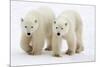 Pair of Adolescent Polar Bear Cubs-Howard Ruby-Mounted Photographic Print