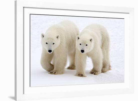 Pair of Adolescent Polar Bear Cubs-Howard Ruby-Framed Photographic Print