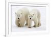 Pair of Adolescent Polar Bear Cubs-Howard Ruby-Framed Photographic Print