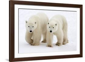 Pair of Adolescent Polar Bear Cubs-Howard Ruby-Framed Photographic Print