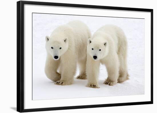 Pair of Adolescent Polar Bear Cubs-Howard Ruby-Framed Photographic Print