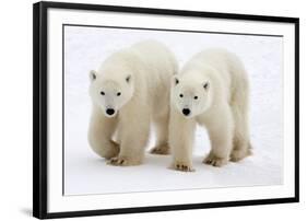 Pair of Adolescent Polar Bear Cubs-Howard Ruby-Framed Photographic Print