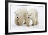 Pair of Adolescent Polar Bear Cubs-Howard Ruby-Framed Photographic Print