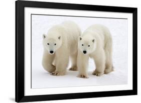 Pair of Adolescent Polar Bear Cubs-Howard Ruby-Framed Photographic Print