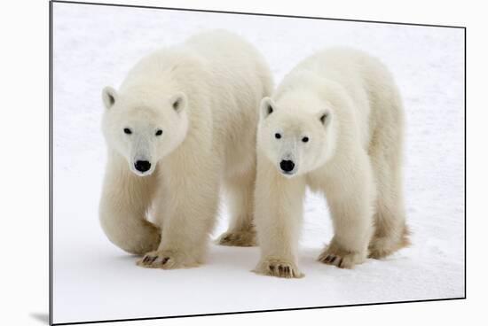 Pair of Adolescent Polar Bear Cubs-Howard Ruby-Mounted Photographic Print