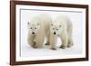 Pair of Adolescent Polar Bear Cubs-Howard Ruby-Framed Photographic Print