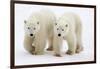 Pair of Adolescent Polar Bear Cubs-Howard Ruby-Framed Photographic Print