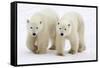 Pair of Adolescent Polar Bear Cubs-Howard Ruby-Framed Stretched Canvas