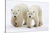 Pair of Adolescent Polar Bear Cubs-Howard Ruby-Stretched Canvas