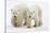 Pair of Adolescent Polar Bear Cubs-Howard Ruby-Stretched Canvas