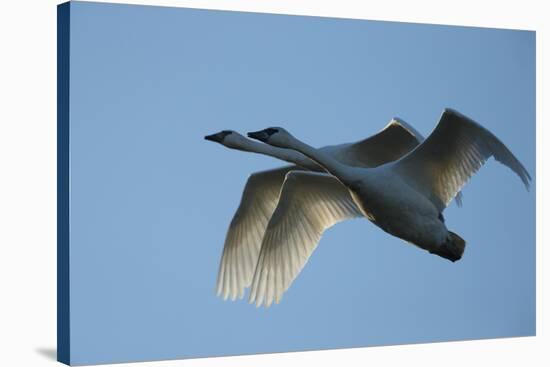 Pair of Adult Trumpeter Swans (Cygnus Buccinator) in Flight. Skagit County, Washington. January-Gerrit Vyn-Stretched Canvas