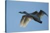 Pair of Adult Trumpeter Swans (Cygnus Buccinator) in Flight. Skagit County, Washington. January-Gerrit Vyn-Stretched Canvas