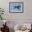 Pair of Adult Trumpeter Swans (Cygnus Buccinator) in Flight. Skagit County, Washington. January-Gerrit Vyn-Framed Photographic Print displayed on a wall