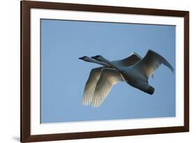 Pair of Adult Trumpeter Swans (Cygnus Buccinator) in Flight. Skagit County, Washington. January-Gerrit Vyn-Framed Photographic Print