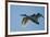 Pair of Adult Trumpeter Swans (Cygnus Buccinator) in Flight. Skagit County, Washington. January-Gerrit Vyn-Framed Photographic Print