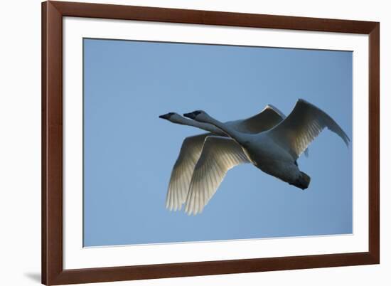 Pair of Adult Trumpeter Swans (Cygnus Buccinator) in Flight. Skagit County, Washington. January-Gerrit Vyn-Framed Photographic Print