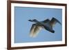 Pair of Adult Trumpeter Swans (Cygnus Buccinator) in Flight. Skagit County, Washington. January-Gerrit Vyn-Framed Photographic Print