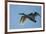 Pair of Adult Trumpeter Swans (Cygnus Buccinator) in Flight. Skagit County, Washington. January-Gerrit Vyn-Framed Photographic Print