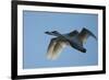 Pair of Adult Trumpeter Swans (Cygnus Buccinator) in Flight. Skagit County, Washington. January-Gerrit Vyn-Framed Photographic Print