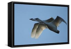 Pair of Adult Trumpeter Swans (Cygnus Buccinator) in Flight. Skagit County, Washington. January-Gerrit Vyn-Framed Stretched Canvas