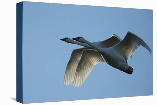 Pair of Adult Trumpeter Swans (Cygnus Buccinator) in Flight. Skagit County, Washington. January-Gerrit Vyn-Stretched Canvas