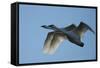 Pair of Adult Trumpeter Swans (Cygnus Buccinator) in Flight. Skagit County, Washington. January-Gerrit Vyn-Framed Stretched Canvas