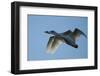 Pair of Adult Trumpeter Swans (Cygnus Buccinator) in Flight. Skagit County, Washington. January-Gerrit Vyn-Framed Photographic Print