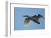 Pair of Adult Trumpeter Swans (Cygnus Buccinator) in Flight. Skagit County, Washington. January-Gerrit Vyn-Framed Photographic Print