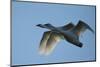 Pair of Adult Trumpeter Swans (Cygnus Buccinator) in Flight. Skagit County, Washington. January-Gerrit Vyn-Mounted Photographic Print