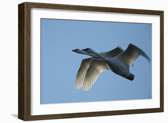 Pair of Adult Trumpeter Swans (Cygnus Buccinator) in Flight. Skagit County, Washington. January-Gerrit Vyn-Framed Photographic Print