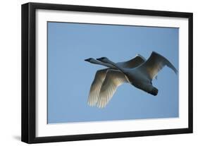 Pair of Adult Trumpeter Swans (Cygnus Buccinator) in Flight. Skagit County, Washington. January-Gerrit Vyn-Framed Photographic Print