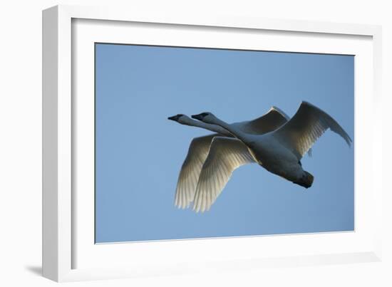 Pair of Adult Trumpeter Swans (Cygnus Buccinator) in Flight. Skagit County, Washington. January-Gerrit Vyn-Framed Photographic Print