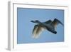 Pair of Adult Trumpeter Swans (Cygnus Buccinator) in Flight. Skagit County, Washington. January-Gerrit Vyn-Framed Photographic Print